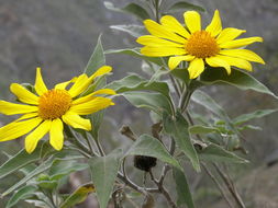 صورة Tithonia fruticosa Canby & J. N. Rose