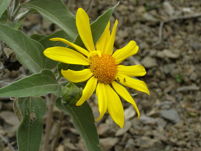 صورة Tithonia fruticosa Canby & J. N. Rose