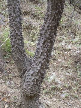 صورة Ceiba acuminata (S. Wats.) Rose