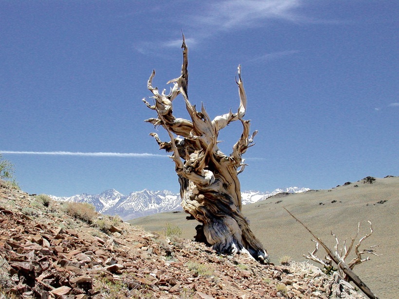 Image de Pin Bristlecone