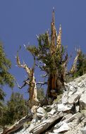 Image de Pin Bristlecone