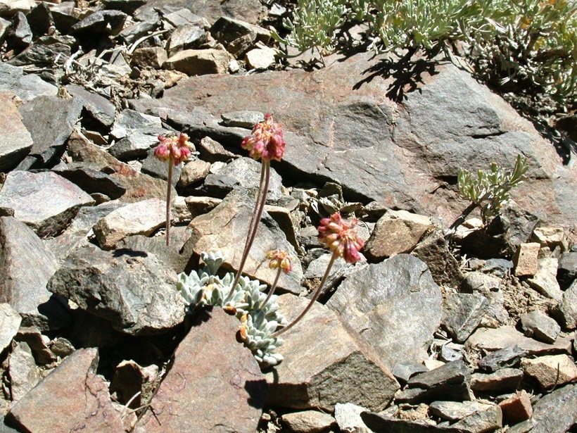 Imagem de Eriogonum ovalifolium Nutt.