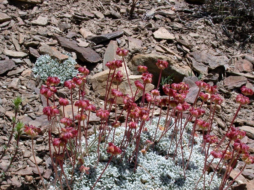 Imagem de Eriogonum ovalifolium Nutt.