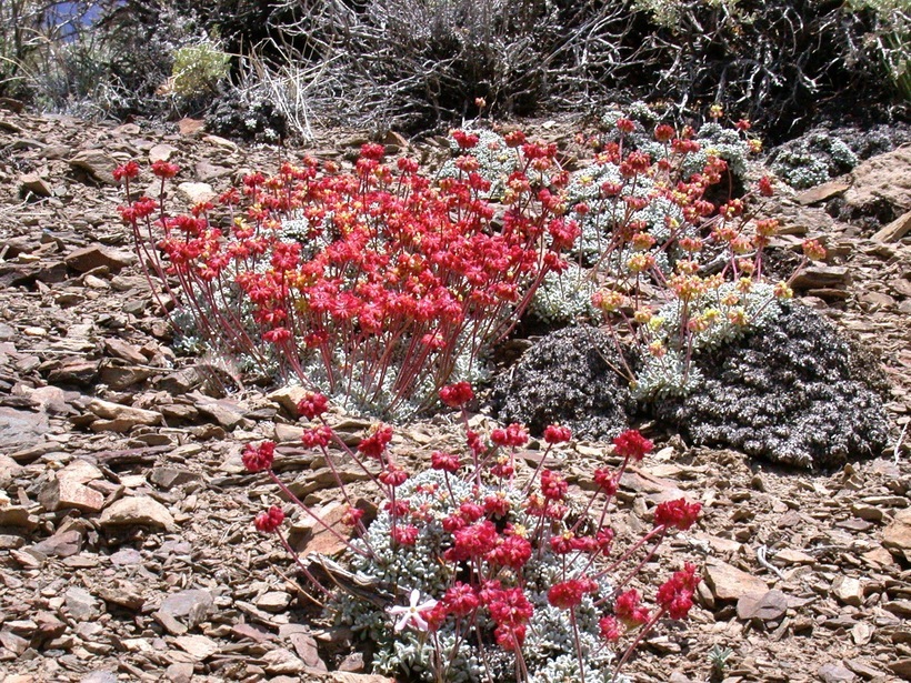 Imagem de Eriogonum ovalifolium Nutt.