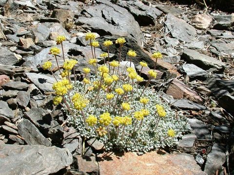 Image of matted buckwheat