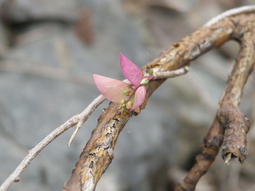 Image of Ipomoea bracteata Cav.