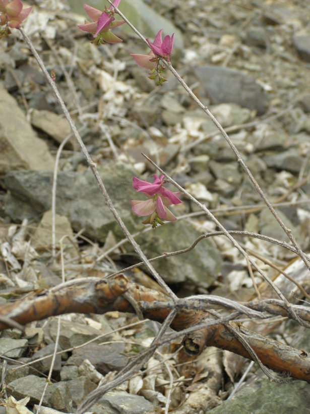 Image of Ipomoea bracteata Cav.