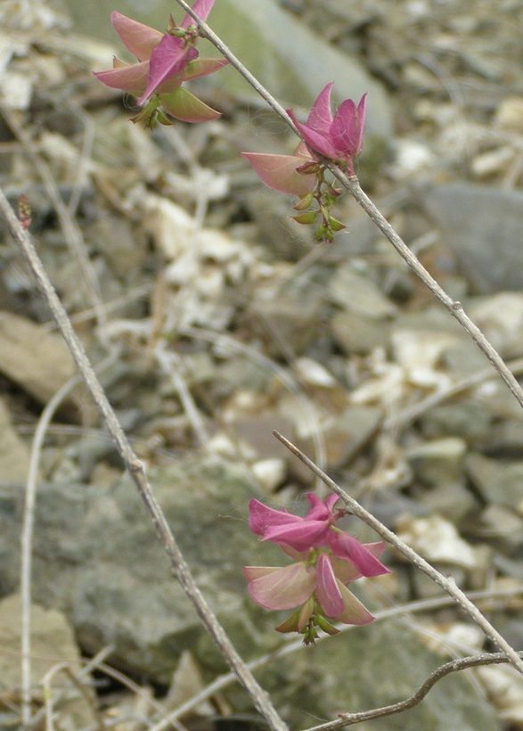 Image of Ipomoea bracteata Cav.