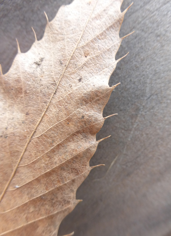 Image of Saw-tooth Oak