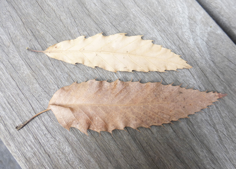 Image of Saw-tooth Oak