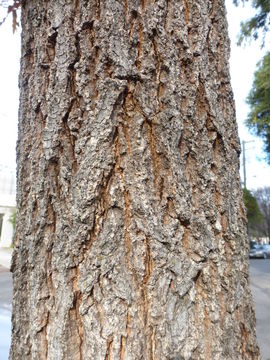 Image of Saw-tooth Oak