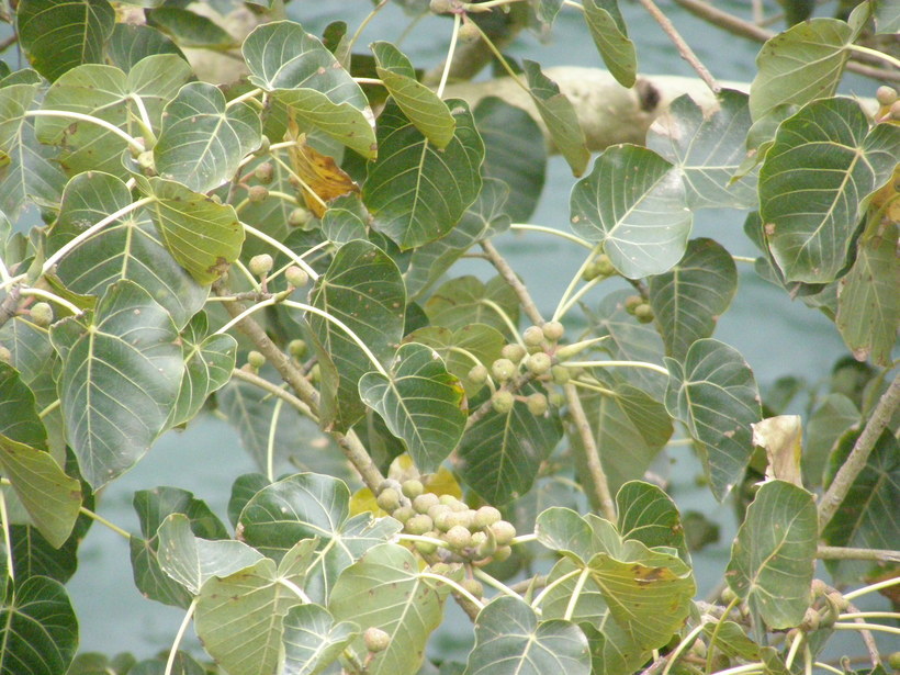 Image of Ficus petiolaris Kunth