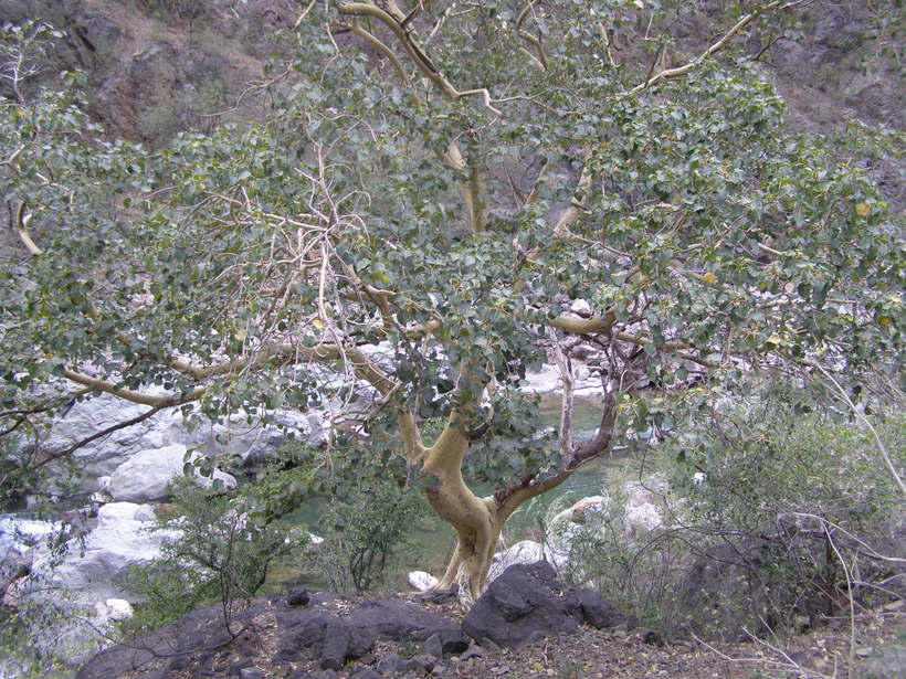 Imagem de Ficus petiolaris Kunth