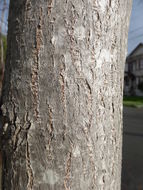 Image of black locust