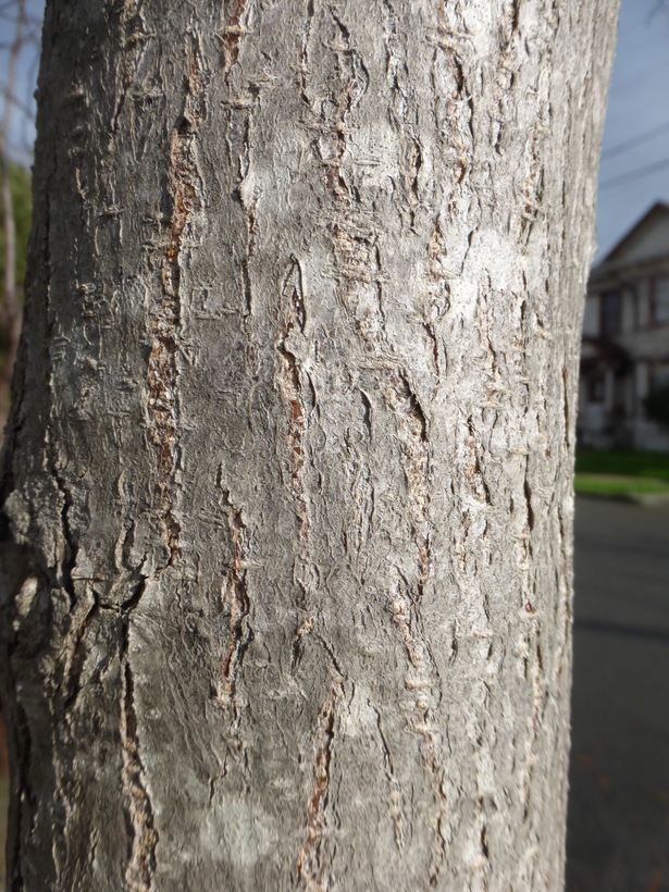 Imagem de Robinia pseudoacacia L.