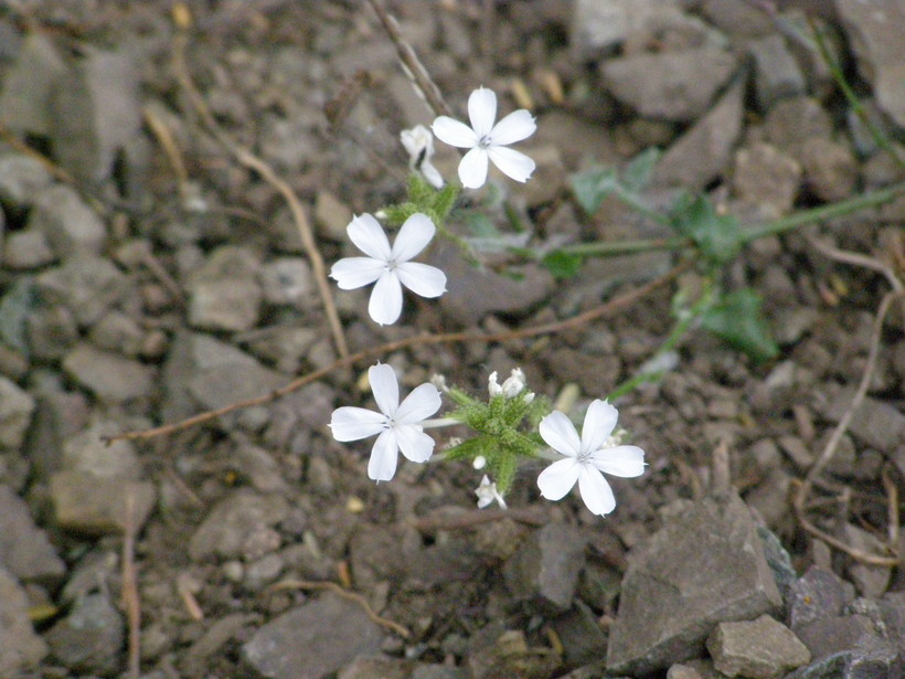 Image of wild leadwort