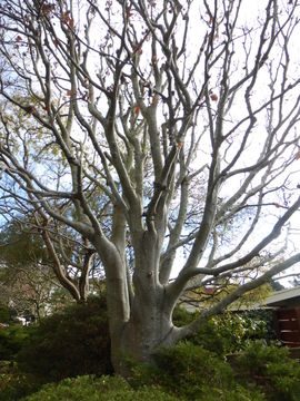 Image of European beech