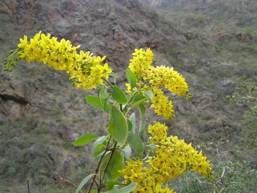 Слика од Galphimia glauca Cav.