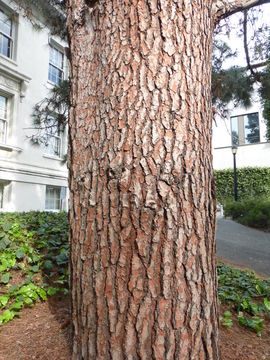 Image of Canary Island pine