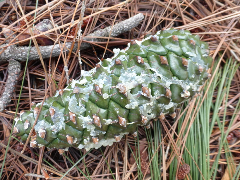 Image of Canary Island pine