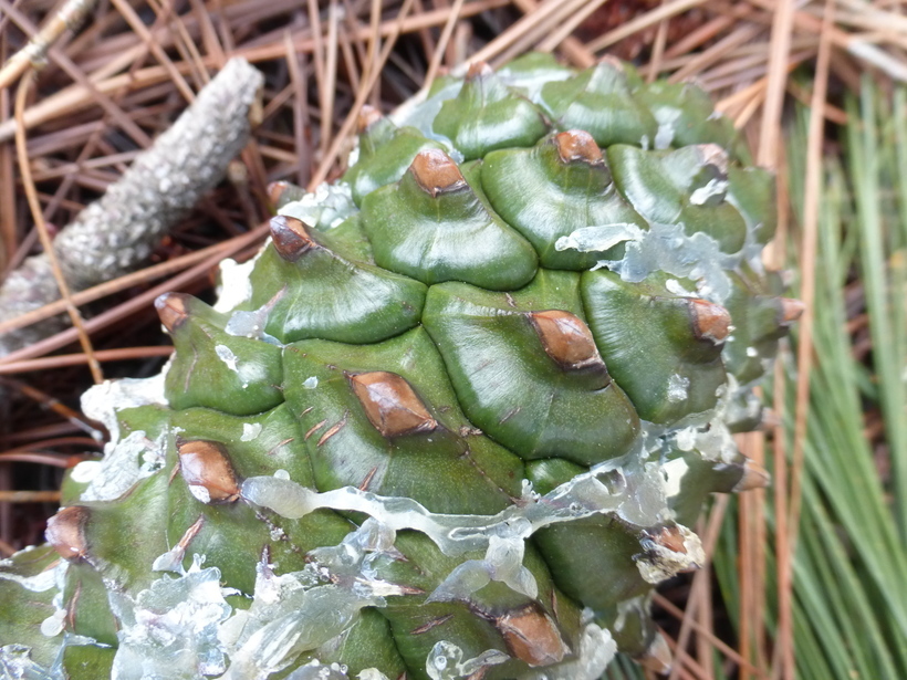 Image of Canary Island pine