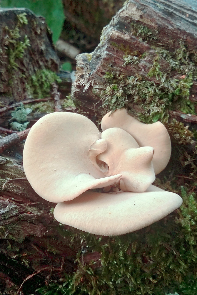 <i>Polyporus varius</i> resmi