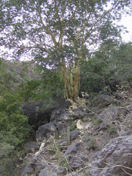 Image of Ficus petiolaris Kunth