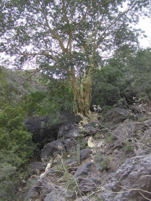 Imagem de Ficus petiolaris Kunth