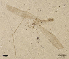 Image of large crane flies