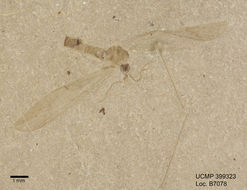 Image of large crane flies