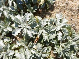 Image of common sandaster