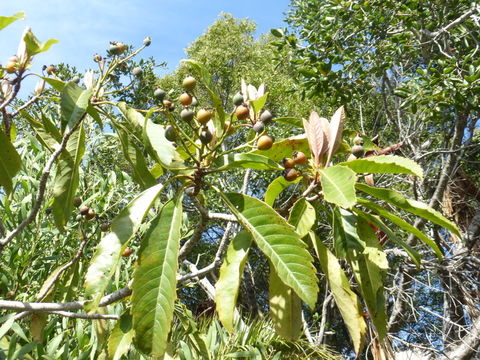 Eriobotrya deflexa (Hemsl.) Nakai的圖片