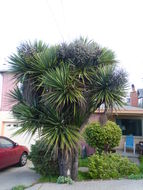 Image de Cordyline australis (G. Forst.) Endl.