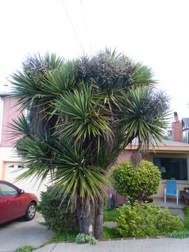 Imagem de Cordyline australis (G. Forst.) Endl.