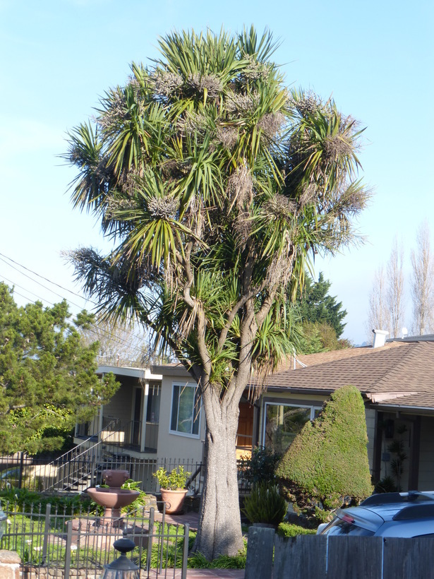 Image de Cordyline australis (G. Forst.) Endl.