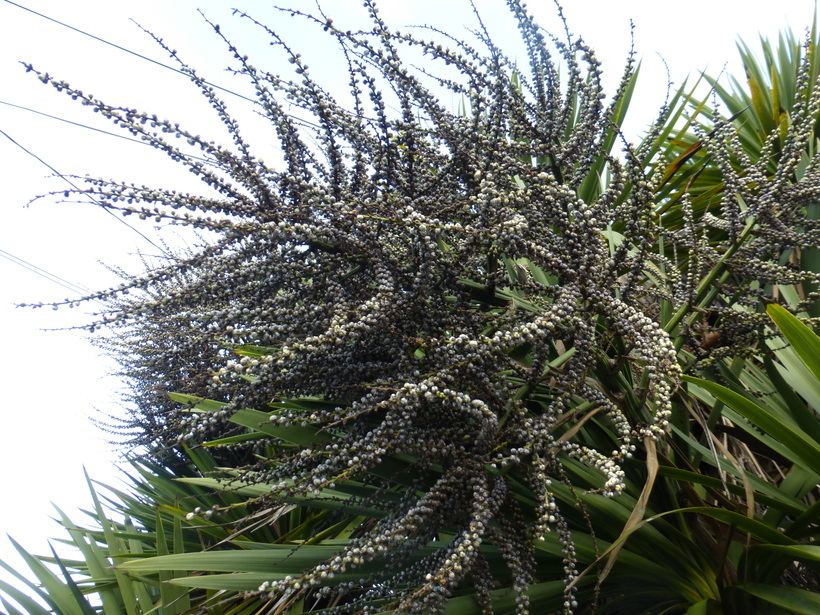 Image de Cordyline australis (G. Forst.) Endl.