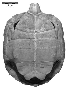 Image of desert tortoise