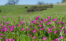 Plancia ëd Calandrinia ciliata (Ruiz & Pavon) DC.