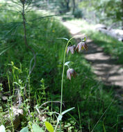 Image of checker lily