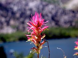 Image of Lemmon's Indian paintbrush