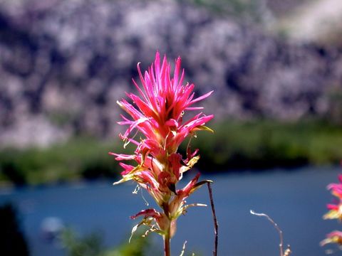 Image of Lemmon's Indian paintbrush