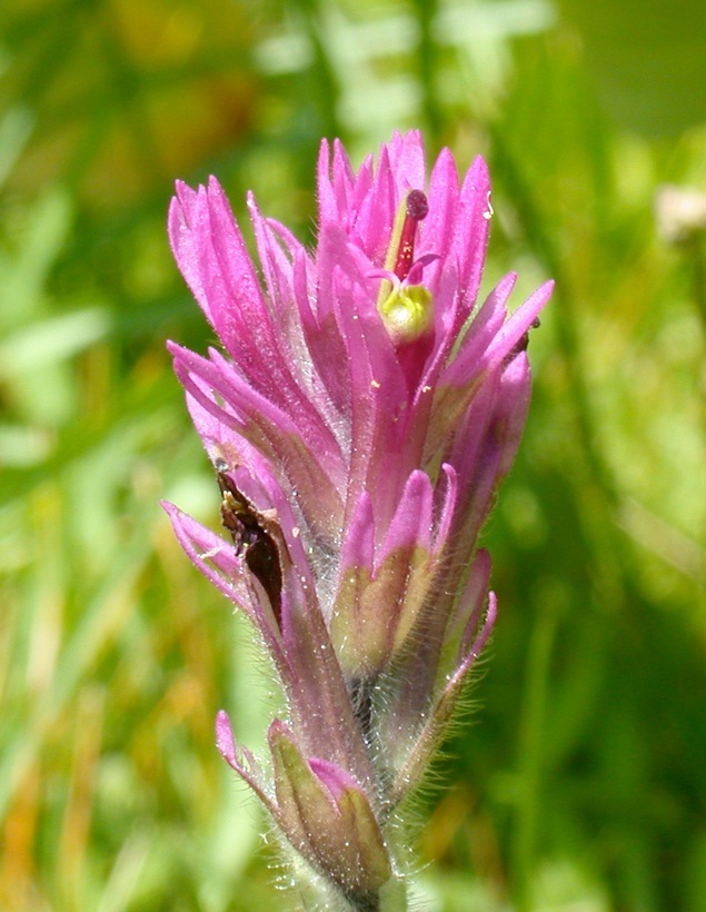 Image of Lemmon's Indian paintbrush