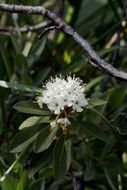 Image of Western Labrador-Tea