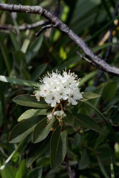 Image de Rhododendron columbianum (Piper) Harmaja