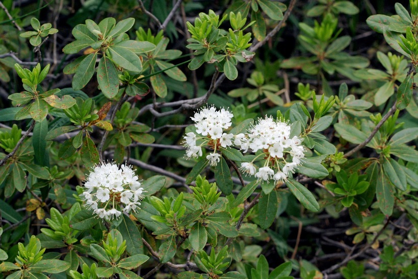 Image de Rhododendron columbianum (Piper) Harmaja