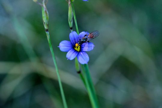 Sisyrinchium halophilum Greene的圖片