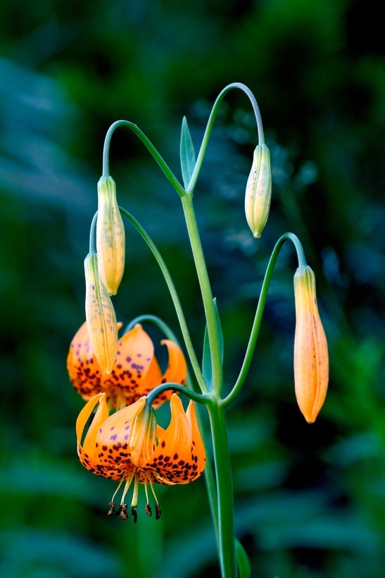 Image de Lilium kelleyanum Lemmon