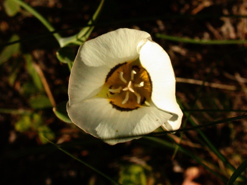 Calochortus leichtlinii Hook. fil. resmi