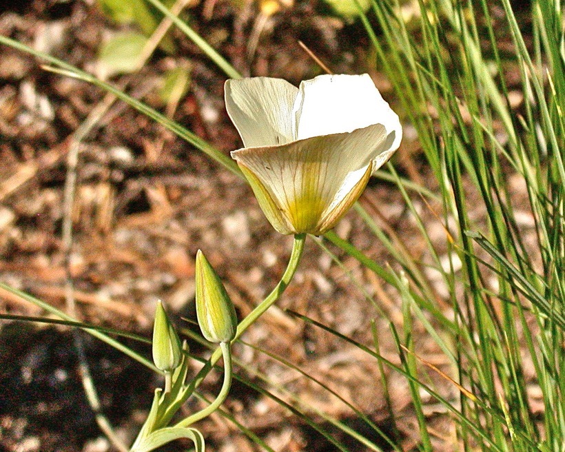 Calochortus leichtlinii Hook. fil. resmi