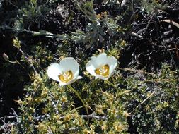 Calochortus leichtlinii Hook. fil. resmi